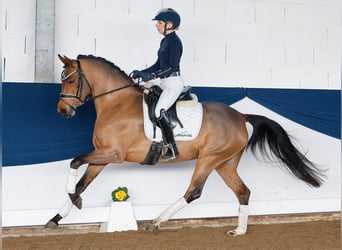 Deutsches Reitpony, Stute, 5 Jahre, 147 cm, Brauner