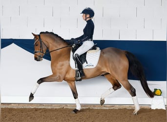 Deutsches Reitpony, Stute, 5 Jahre, 147 cm, Brauner