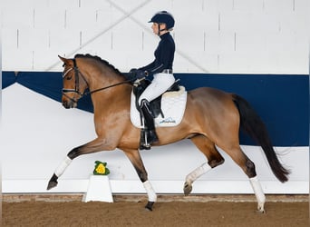 Deutsches Reitpony, Stute, 5 Jahre, 147 cm, Brauner