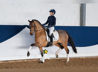 Deutsches Reitpony, Stute, 5 Jahre, 147 cm, Brauner