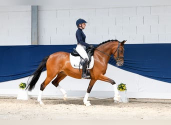 Deutsches Reitpony, Stute, 5 Jahre, 147 cm, Brauner