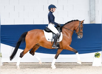 Deutsches Reitpony, Stute, 5 Jahre, 147 cm, Brauner