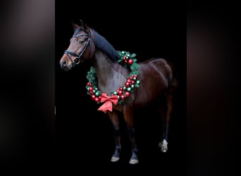 Deutsches Reitpony, Stute, 5 Jahre, 147 cm, Brauner