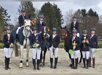 Deutsches Reitpony, Stute, 5 Jahre, 147 cm, Brauner