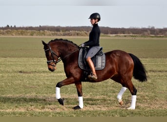 Deutsches Reitpony, Stute, 5 Jahre, 147 cm, Brauner
