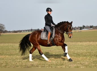 Deutsches Reitpony, Stute, 5 Jahre, 147 cm, Brauner