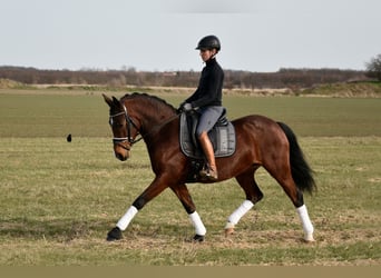 Deutsches Reitpony, Stute, 5 Jahre, 147 cm, Brauner