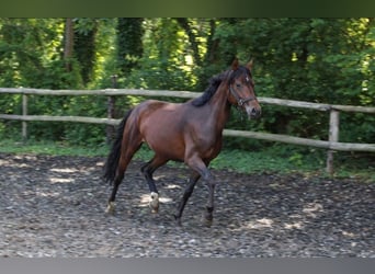 Deutsches Reitpony, Stute, 5 Jahre, 147 cm, Brauner