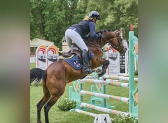 Deutsches Reitpony, Stute, 5 Jahre, 147 cm, Brauner