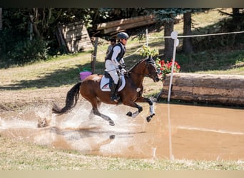 Deutsches Reitpony, Stute, 5 Jahre, 147 cm, Brauner