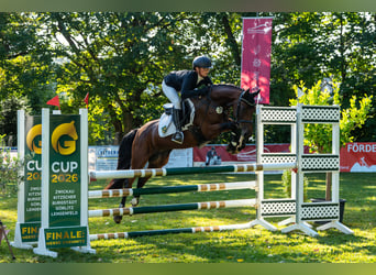 Deutsches Reitpony, Stute, 5 Jahre, 147 cm, Brauner
