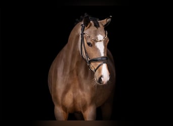 Deutsches Reitpony, Stute, 5 Jahre, 147 cm, Buckskin