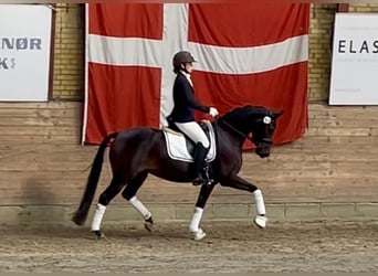 Deutsches Reitpony, Stute, 5 Jahre, 147 cm, Dunkelbrauner