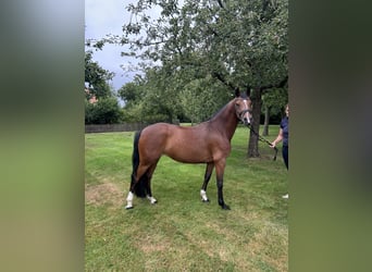 Deutsches Reitpony, Stute, 5 Jahre, 147 cm, Dunkelbrauner