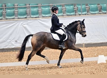 Deutsches Reitpony, Stute, 5 Jahre, 147 cm, Falbe