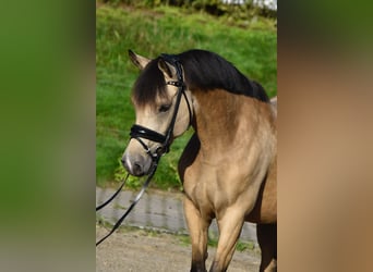 Deutsches Reitpony, Stute, 5 Jahre, 147 cm, Falbe