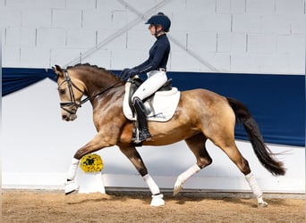 Deutsches Reitpony, Stute, 5 Jahre, 147 cm, Falbe