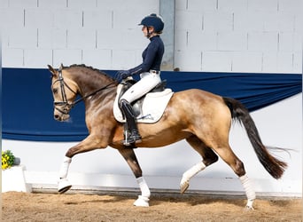 Deutsches Reitpony, Stute, 5 Jahre, 147 cm, Falbe