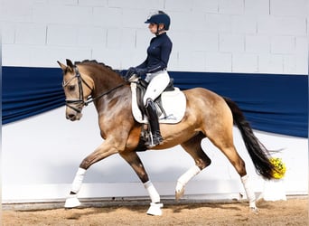 Deutsches Reitpony, Stute, 5 Jahre, 147 cm, Falbe