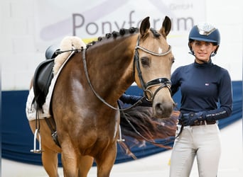 Deutsches Reitpony, Stute, 5 Jahre, 147 cm, Falbe