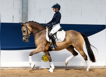 Deutsches Reitpony, Stute, 5 Jahre, 147 cm, Falbe