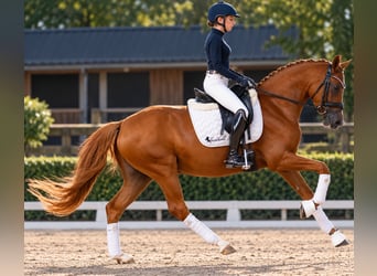 Deutsches Reitpony, Stute, 5 Jahre, 147 cm, Fuchs