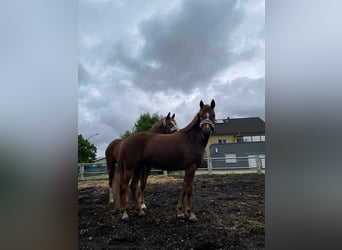 Deutsches Reitpony, Stute, 5 Jahre, 147 cm, Fuchs