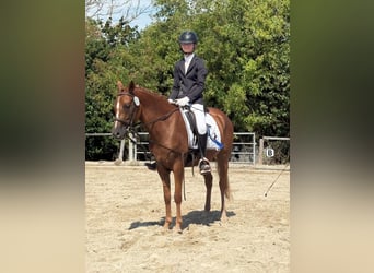 Deutsches Reitpony, Stute, 5 Jahre, 147 cm, Fuchs