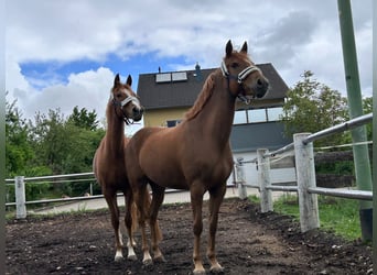 Deutsches Reitpony, Stute, 5 Jahre, 147 cm, Fuchs