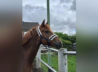 Deutsches Reitpony, Stute, 5 Jahre, 147 cm, Fuchs