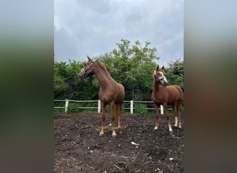 Deutsches Reitpony, Stute, 5 Jahre, 147 cm, Fuchs