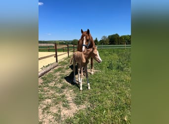 Deutsches Reitpony, Stute, 5 Jahre, 147 cm, Fuchs