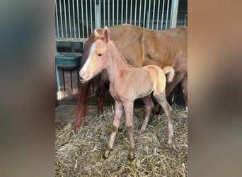 Deutsches Reitpony, Stute, 5 Jahre, 147 cm, Fuchs