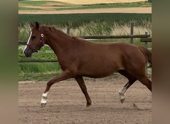 Deutsches Reitpony, Stute, 5 Jahre, 147 cm, Fuchs