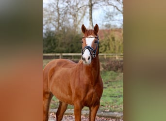 Deutsches Reitpony, Stute, 5 Jahre, 147 cm, Fuchs