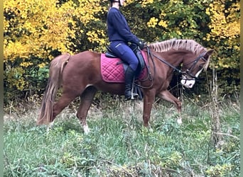 Deutsches Reitpony, Stute, 5 Jahre, 147 cm, Fuchs
