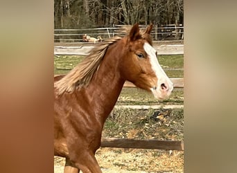 Deutsches Reitpony, Stute, 5 Jahre, 147 cm, Fuchs