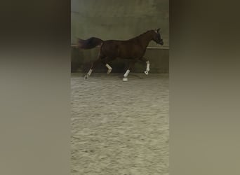 Deutsches Reitpony, Stute, 5 Jahre, 147 cm, Fuchs