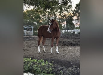 Deutsches Reitpony, Stute, 5 Jahre, 147 cm, Fuchs