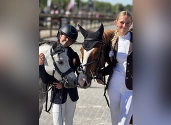 Deutsches Reitpony, Stute, 5 Jahre, 147 cm, Fuchs
