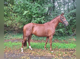 Deutsches Reitpony, Stute, 5 Jahre, 147 cm, Fuchs