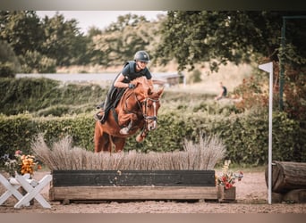 Deutsches Reitpony, Stute, 5 Jahre, 147 cm, Fuchs