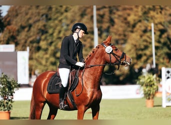 Deutsches Reitpony, Stute, 5 Jahre, 147 cm, Fuchs