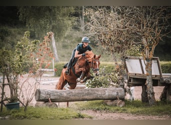 Deutsches Reitpony, Stute, 5 Jahre, 147 cm, Fuchs
