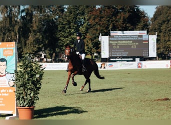 Deutsches Reitpony, Stute, 5 Jahre, 147 cm, Fuchs