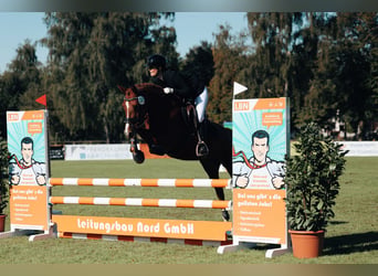 Deutsches Reitpony, Stute, 5 Jahre, 147 cm, Fuchs