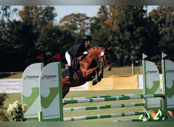 Deutsches Reitpony, Stute, 5 Jahre, 147 cm, Fuchs