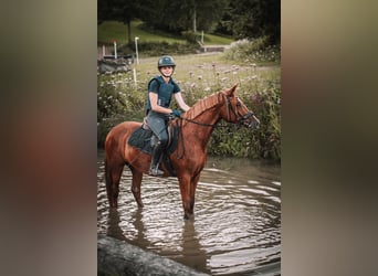 Deutsches Reitpony, Stute, 5 Jahre, 147 cm, Fuchs