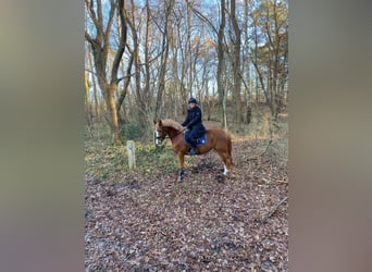 Deutsches Reitpony, Stute, 5 Jahre, 147 cm, Fuchs