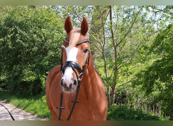 Deutsches Reitpony, Stute, 5 Jahre, 147 cm, Fuchs